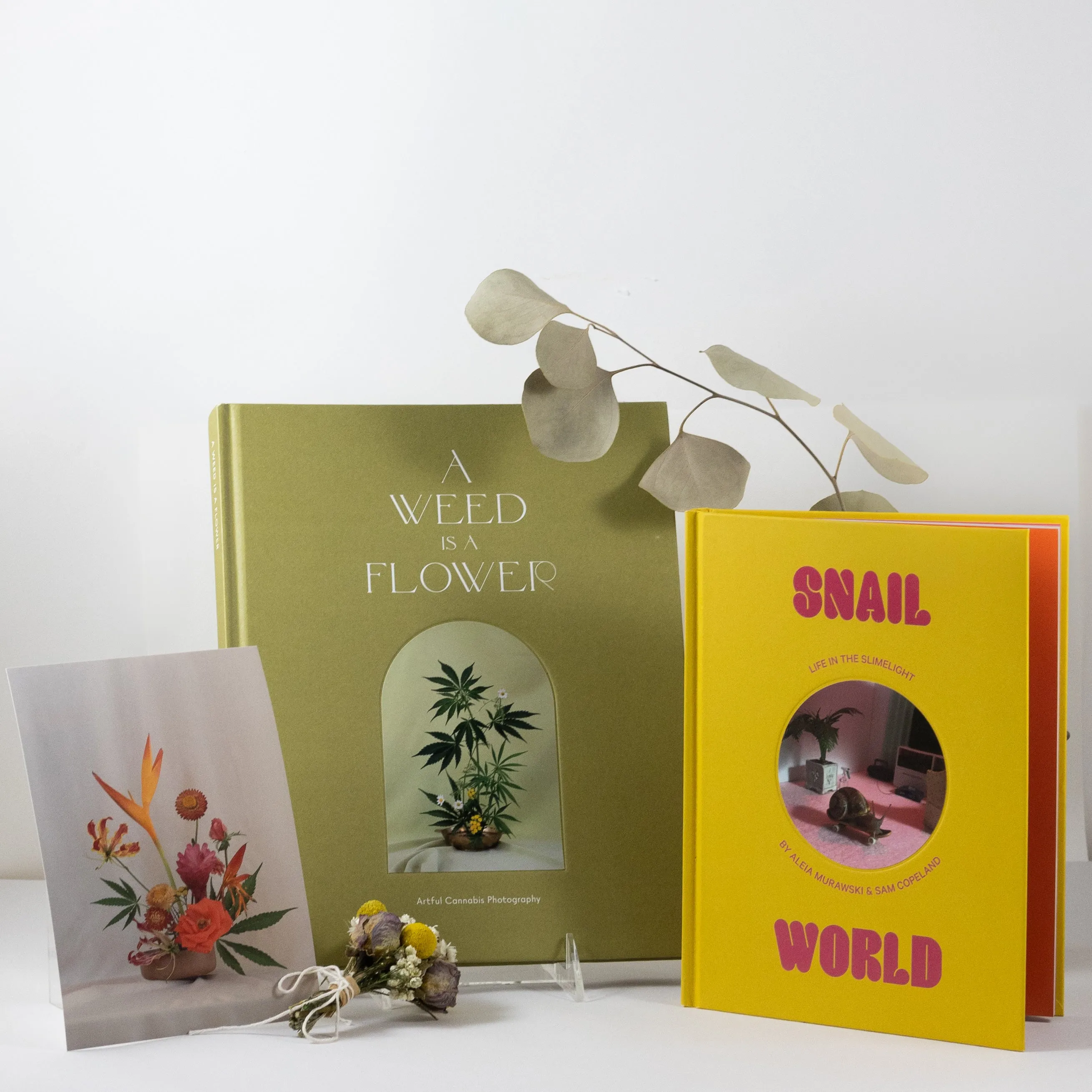 Snail World Book: Life in the Limelight